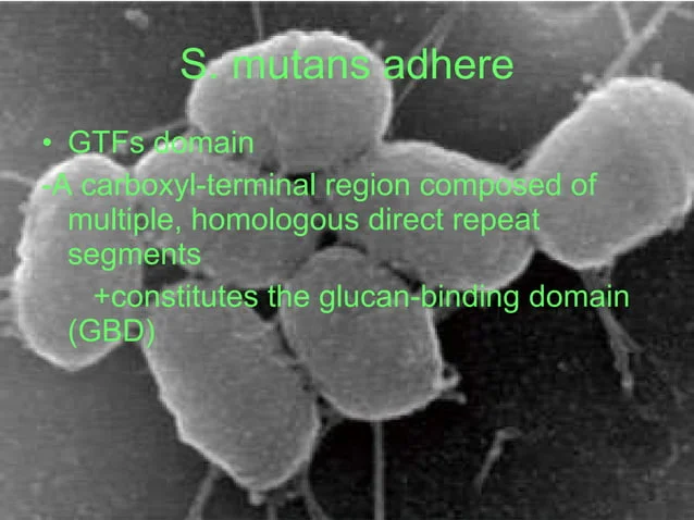 A close up of the cell structure of a plant.