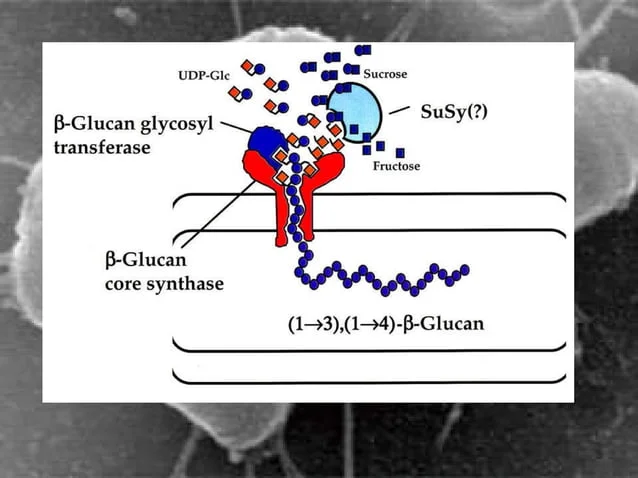 A diagram of the process of glucan synthesis.