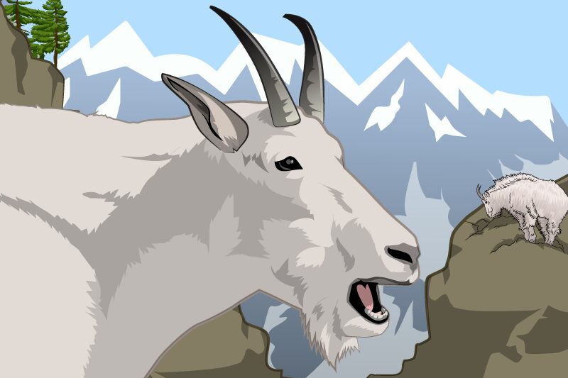 A goat with horns is standing in the mountains.