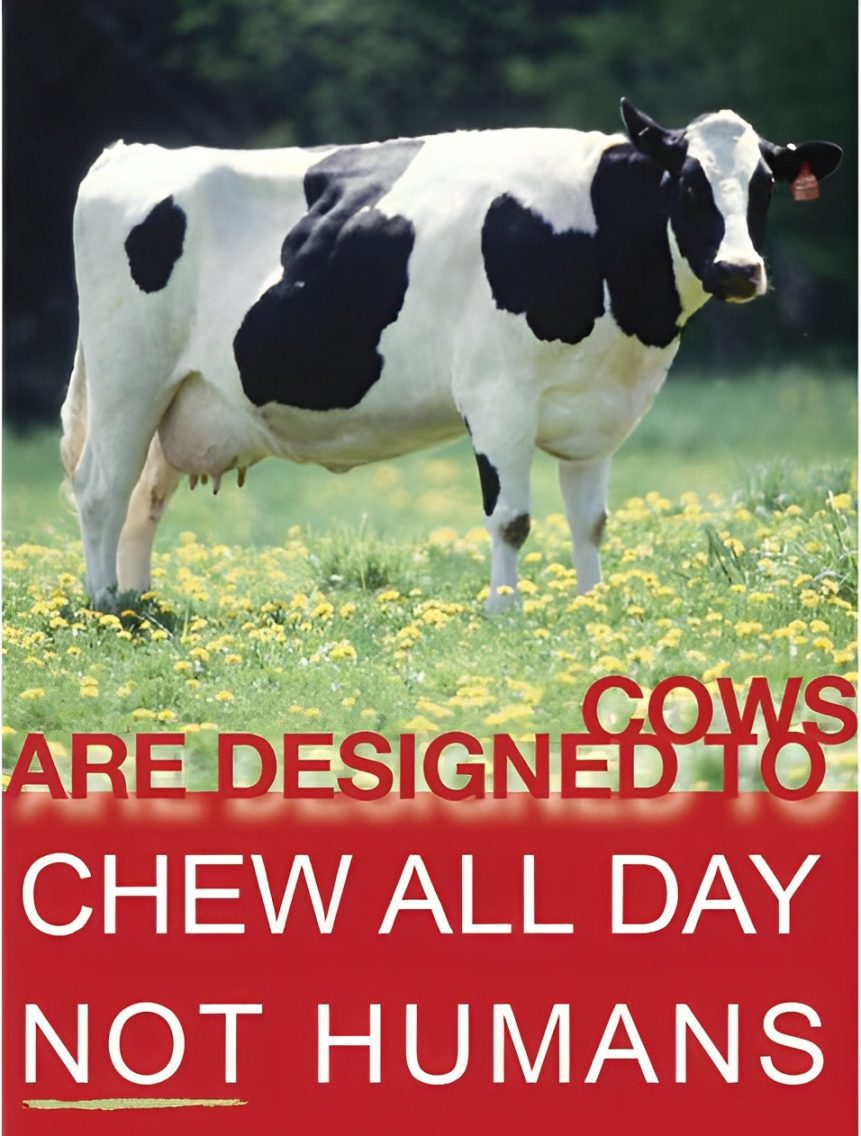 A cow standing in the grass with text that says " cows are designed to chew all day ".