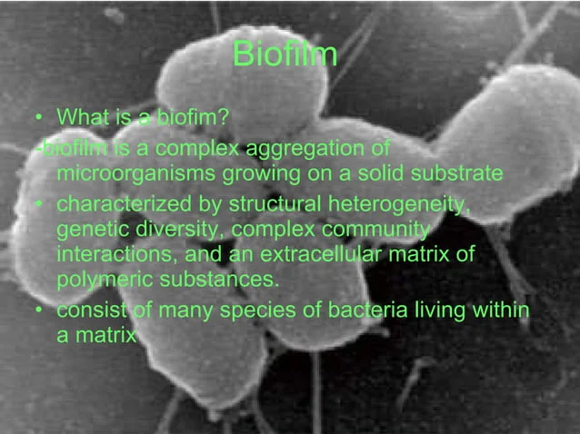 A picture of some plants with the words " biofilm " written on it.