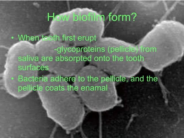 A picture of some plants with the words " how biolin form ?" written on them.