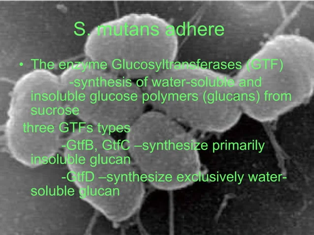 A picture of some plants with the words s. Glutans adhere