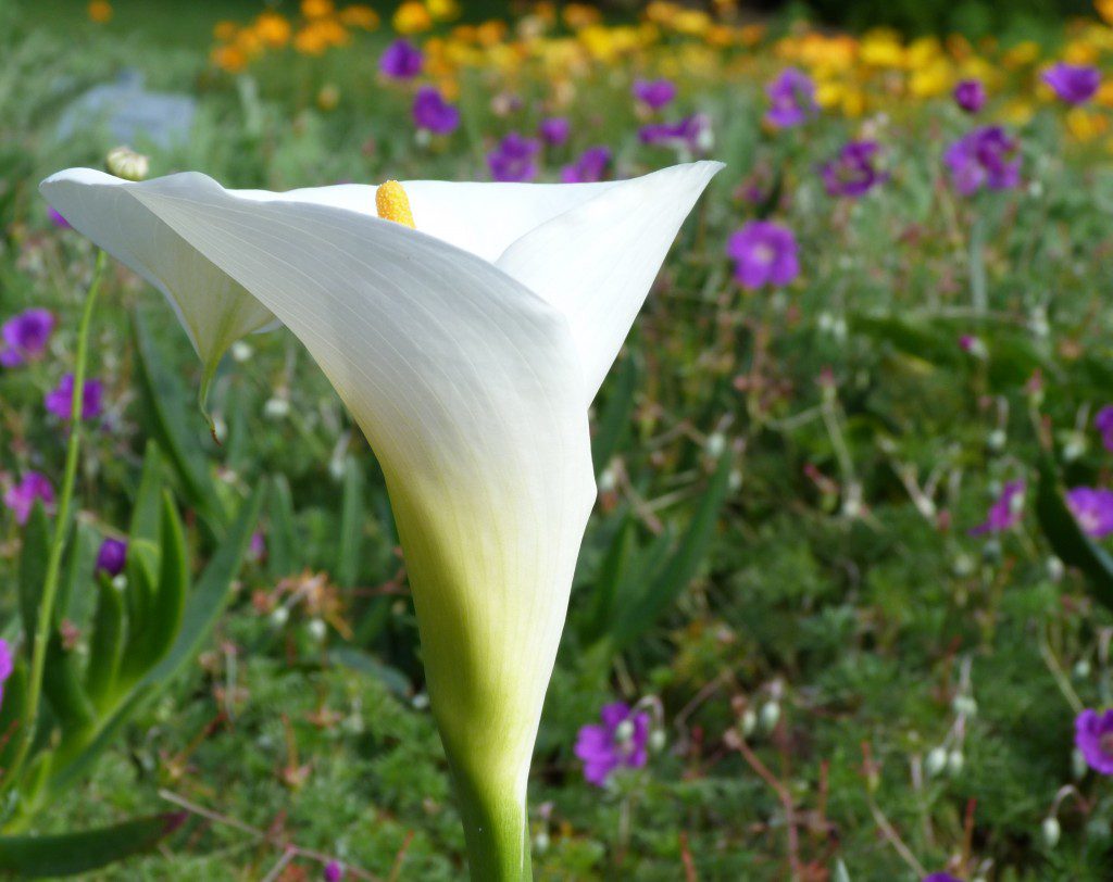 A white flower with yellow stamen in the middle of it.