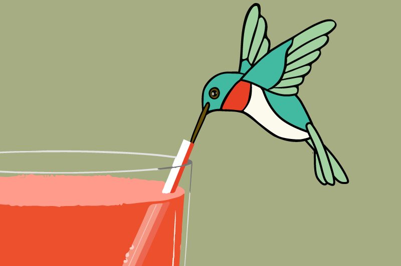 A hummingbird is drinking from a glass.