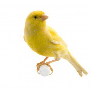 A yellow bird sitting on top of a white ball.