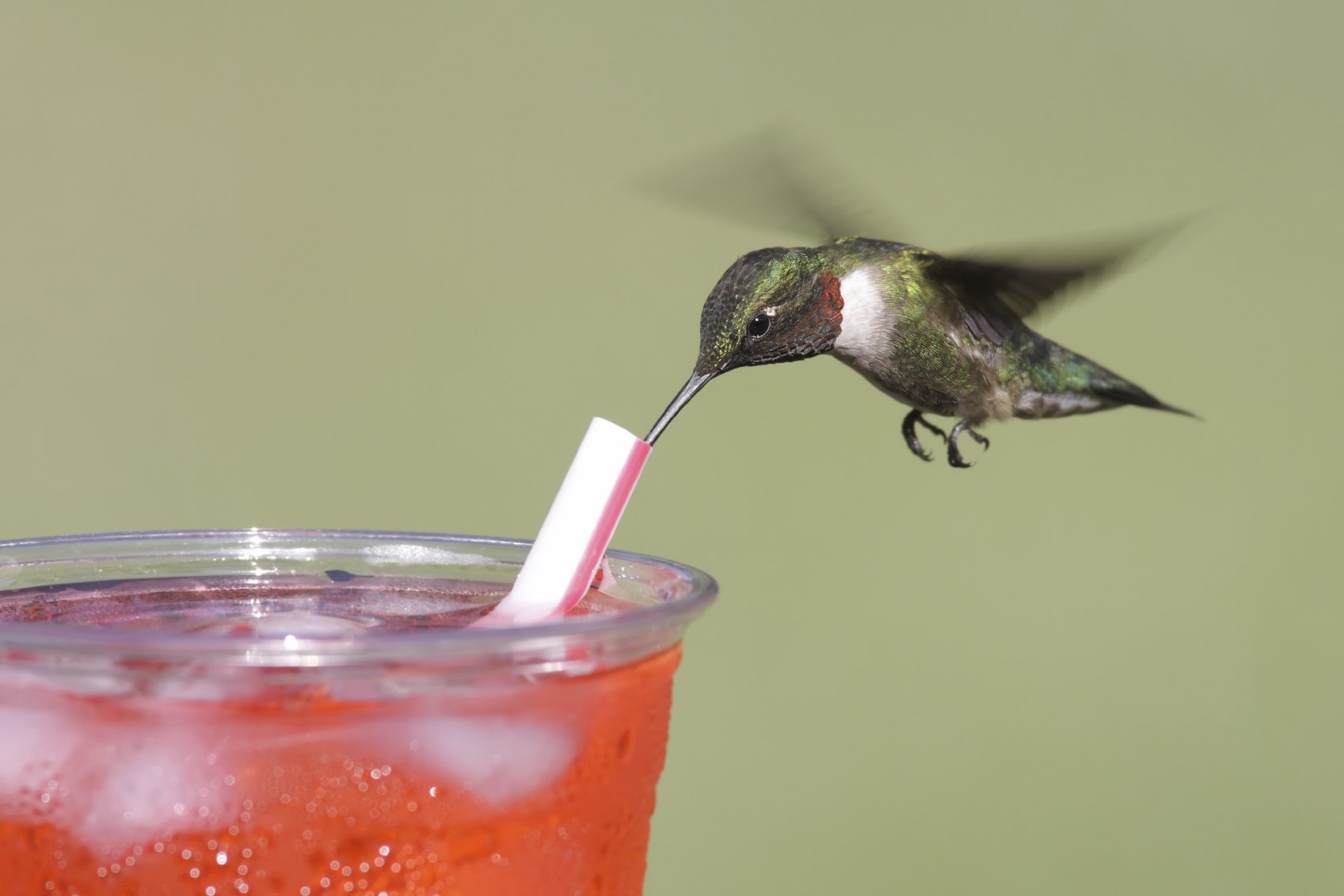 A hummingbird drinking from a glass of juice.