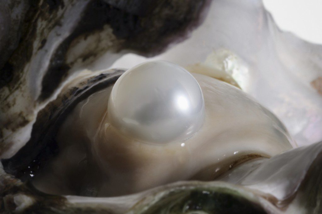 A close up of an open shell with a pearl